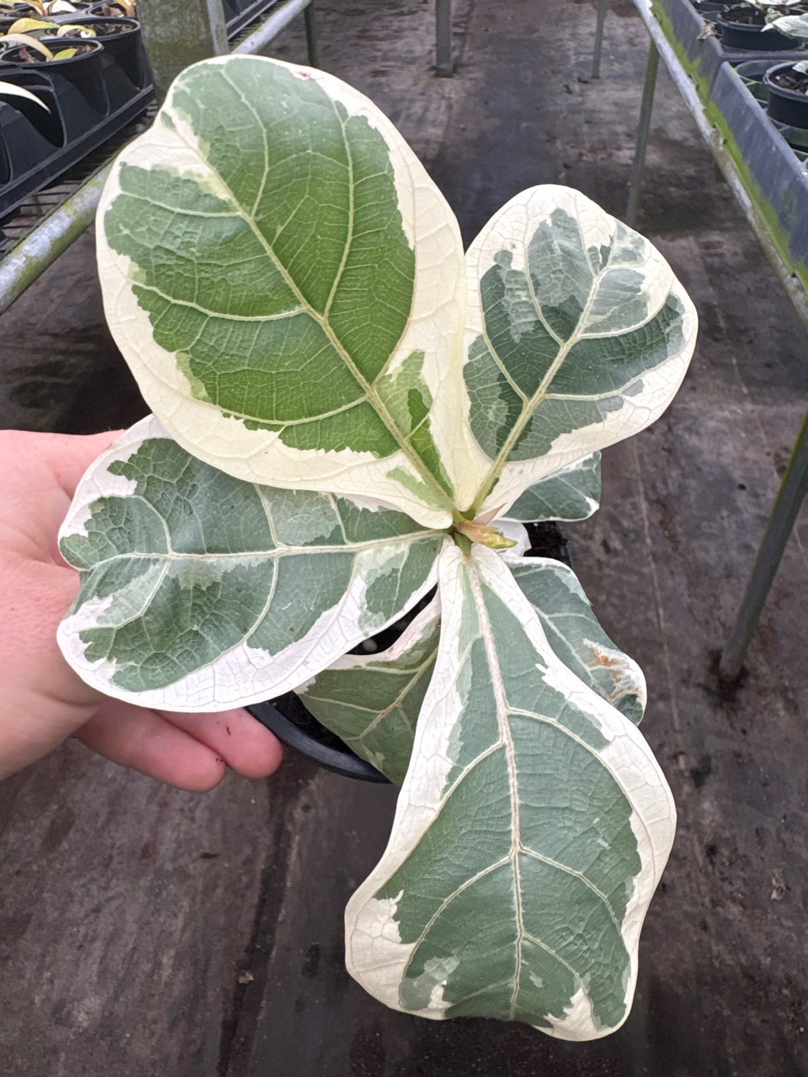Variegated Ficus Lyrata aka Fiddle Leaf Fig