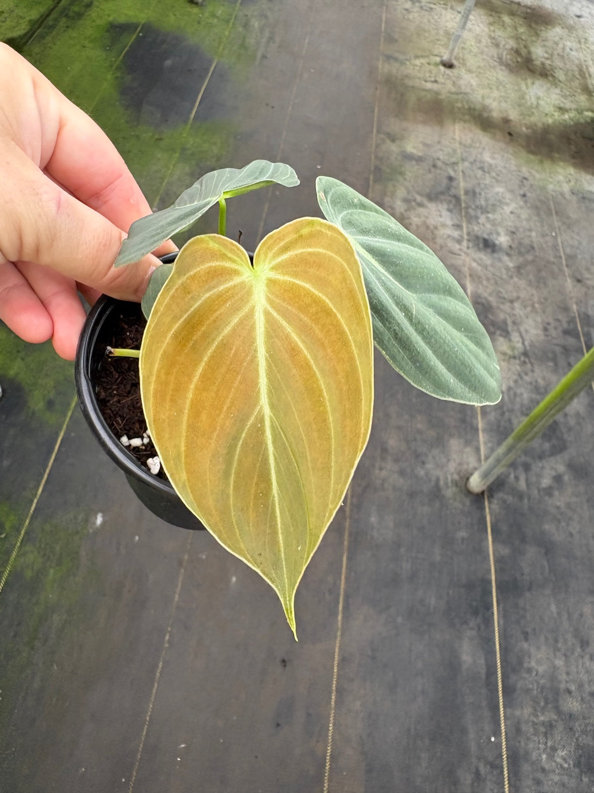 Philodendron Melanochrysum