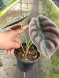 Alocasia Cuprea