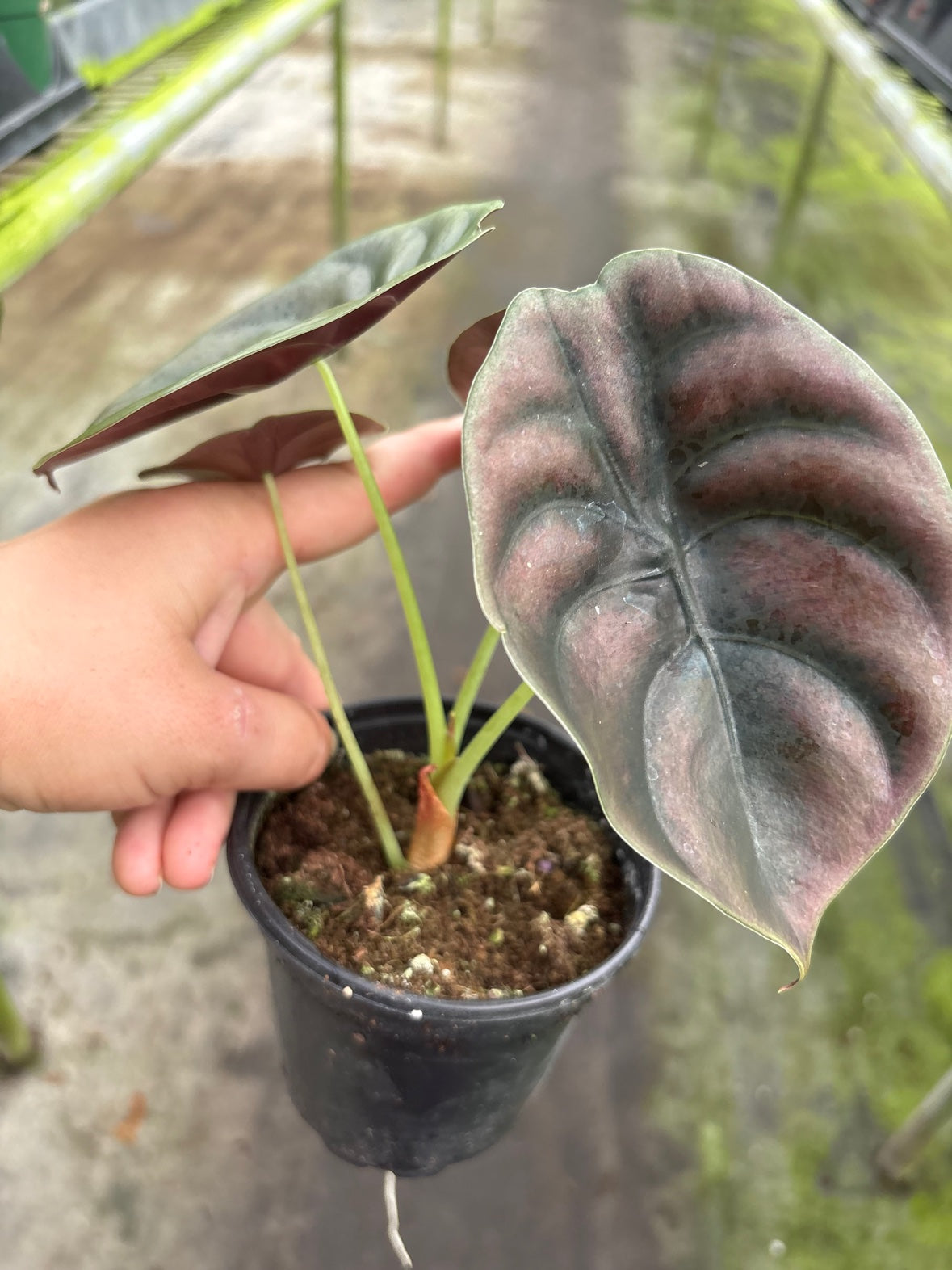 Alocasia Cuprea
