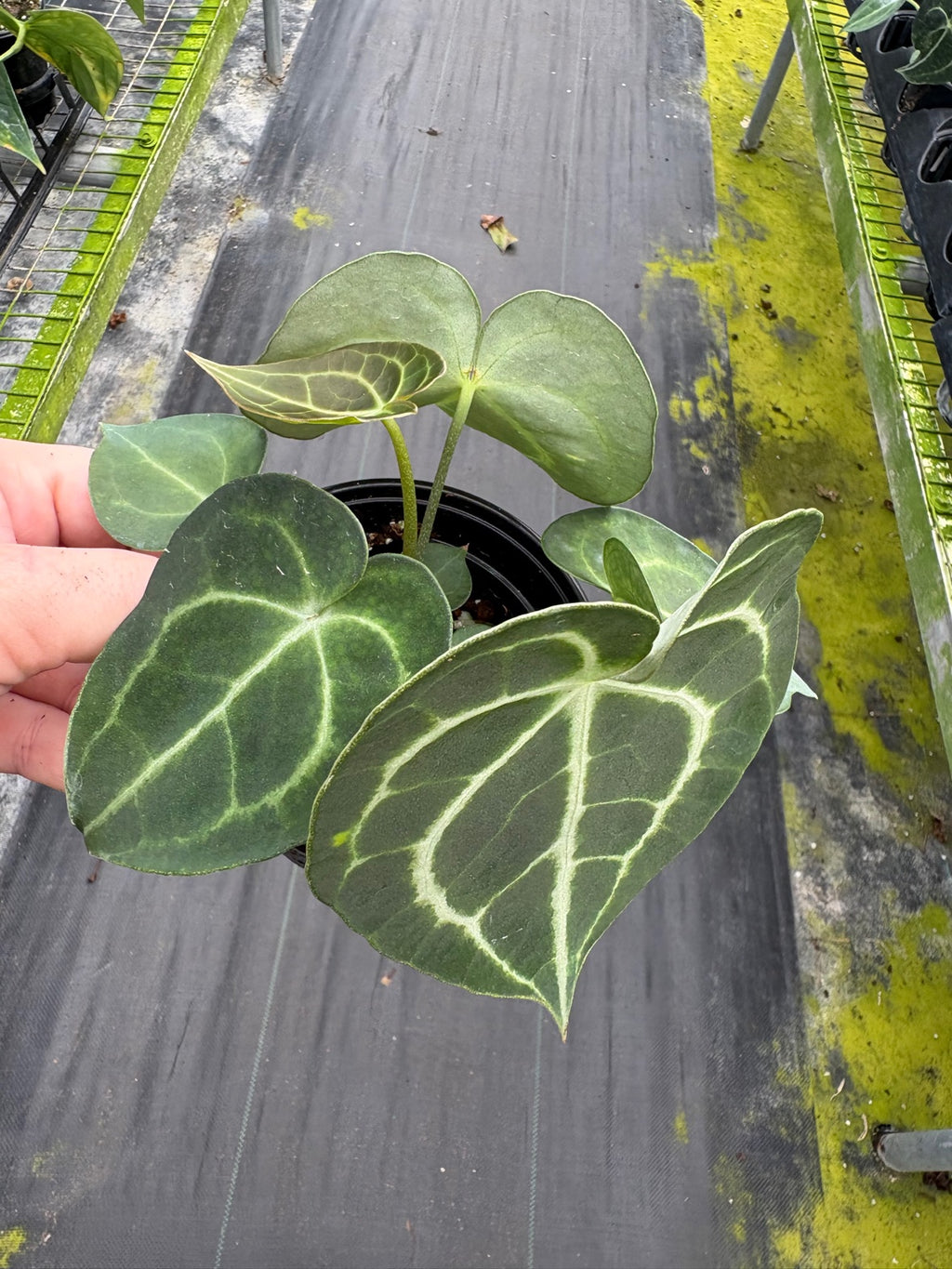 Anthurium Clarinervium