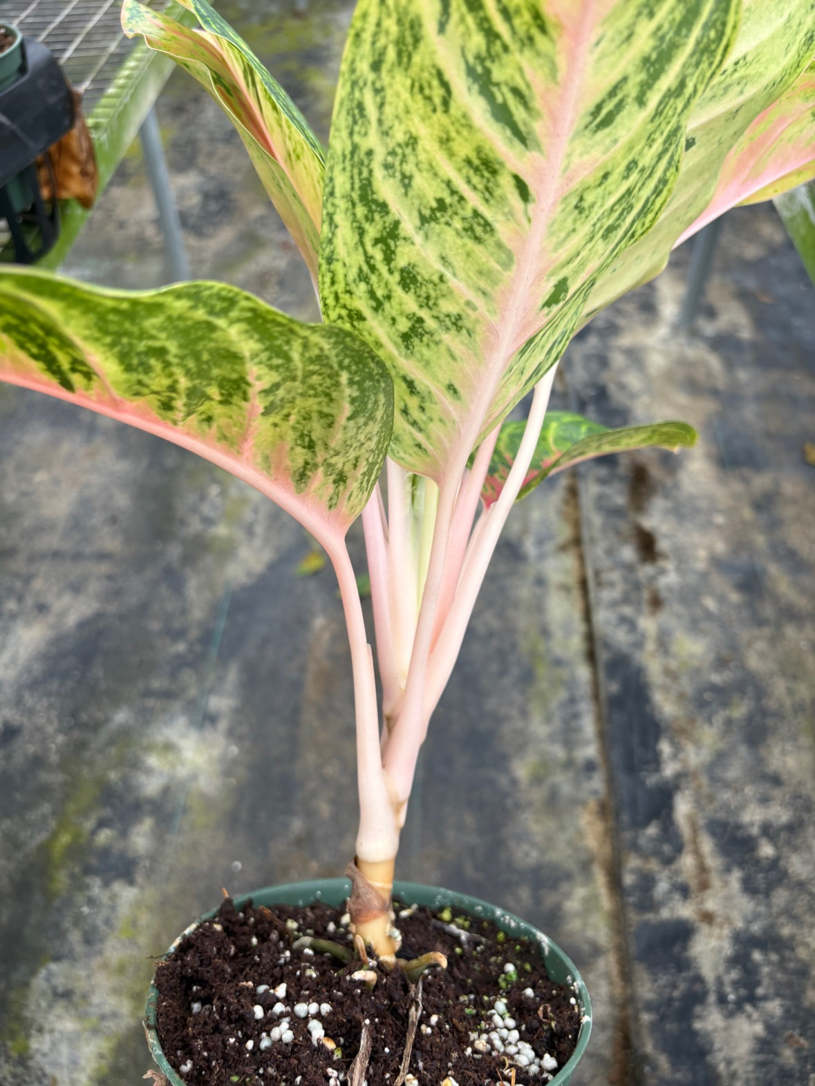 Aglaonema Full House