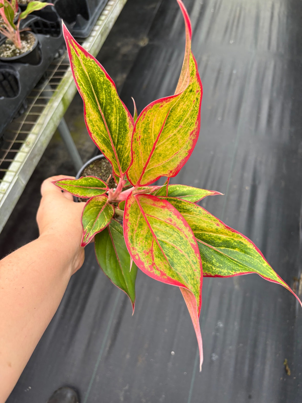 Aurora Siam Aglaonema