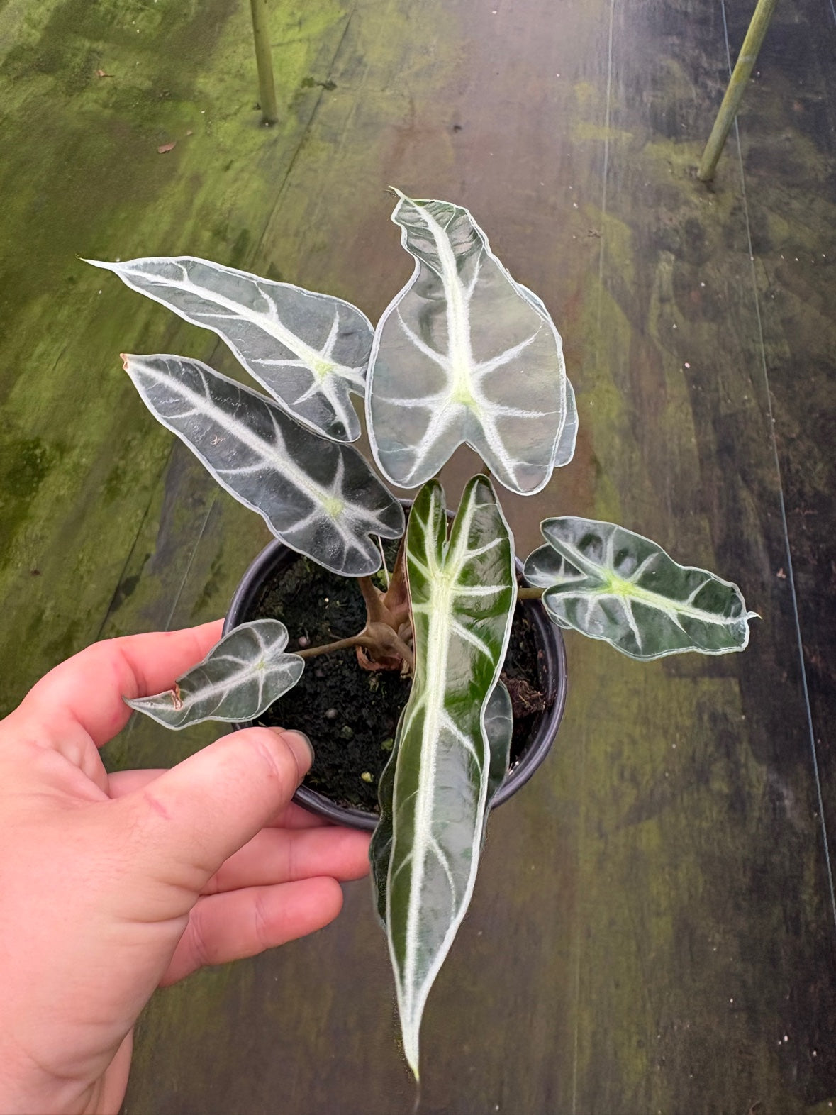 Alocasia Bambino