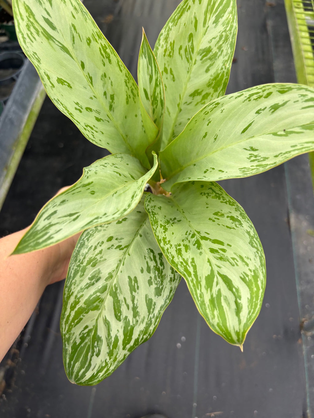 Aglaonema Donatello