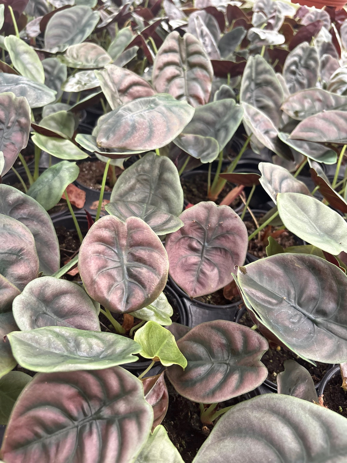 Alocasia Cuprea
