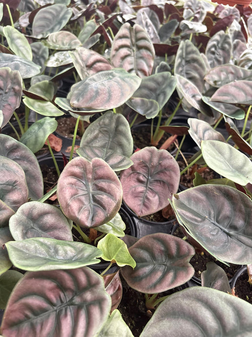 Alocasia Cuprea