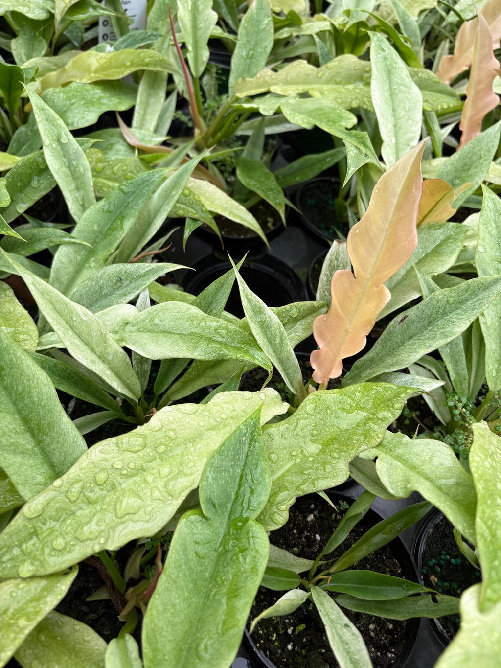 Ring of Fire Mint Philodendron