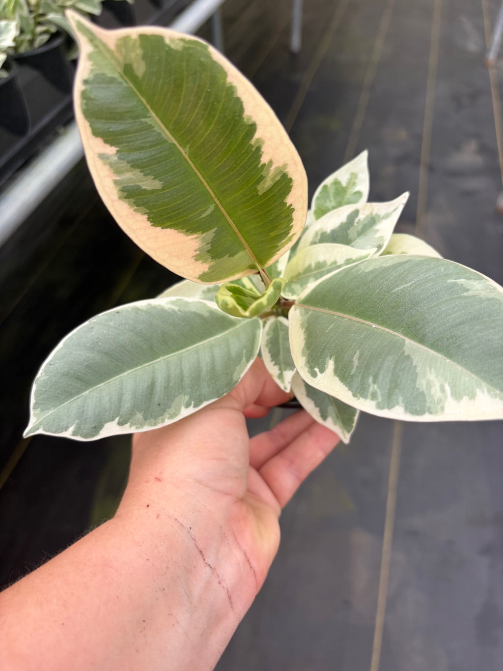 Ficus Tineke