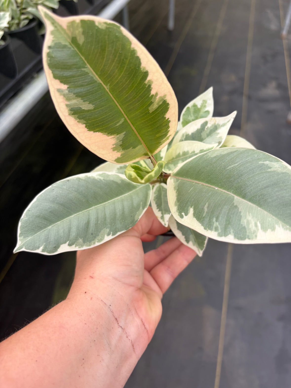 Ficus Tineke