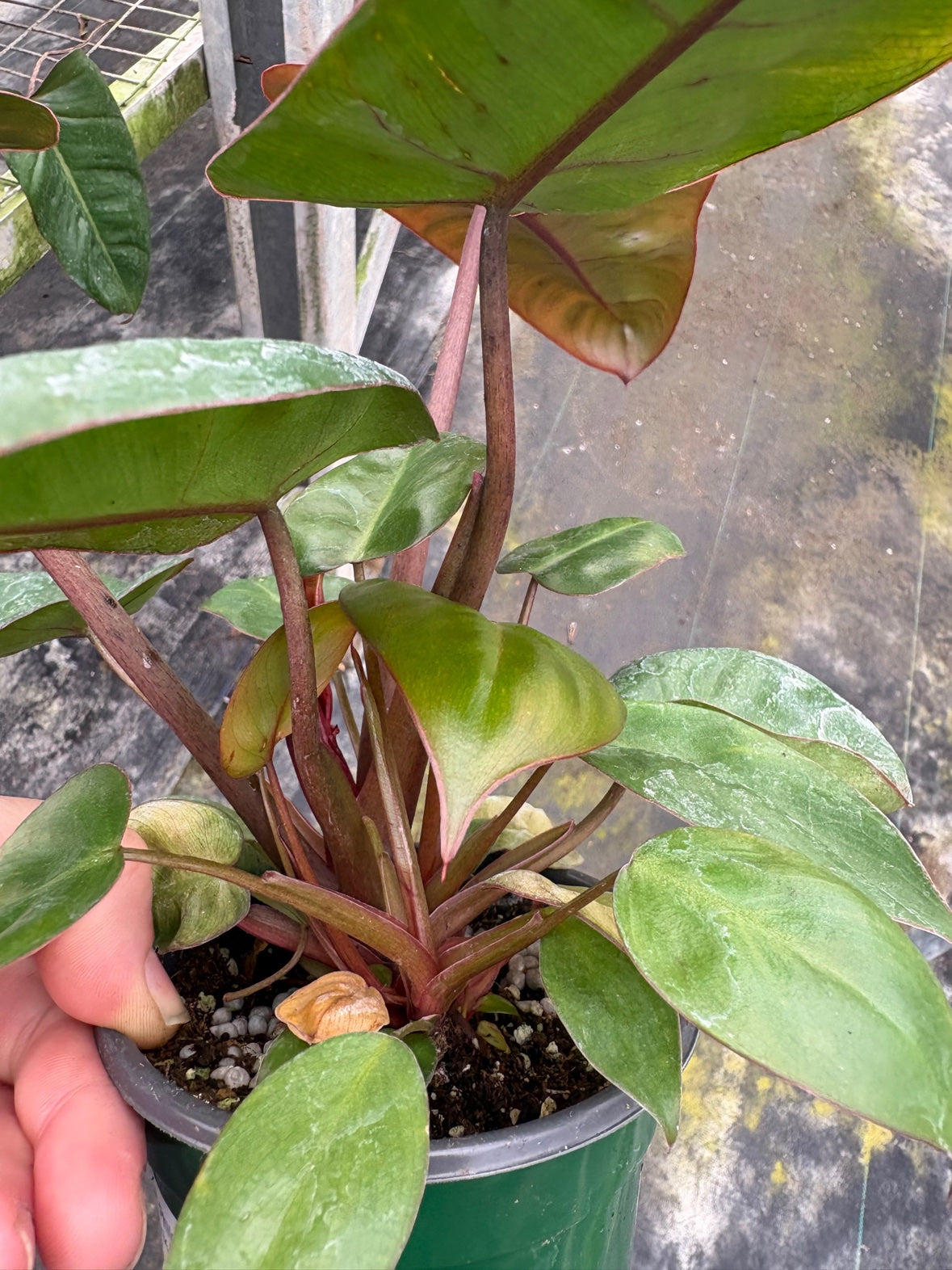 Pink Princess Cross Billietiae Philodendron
