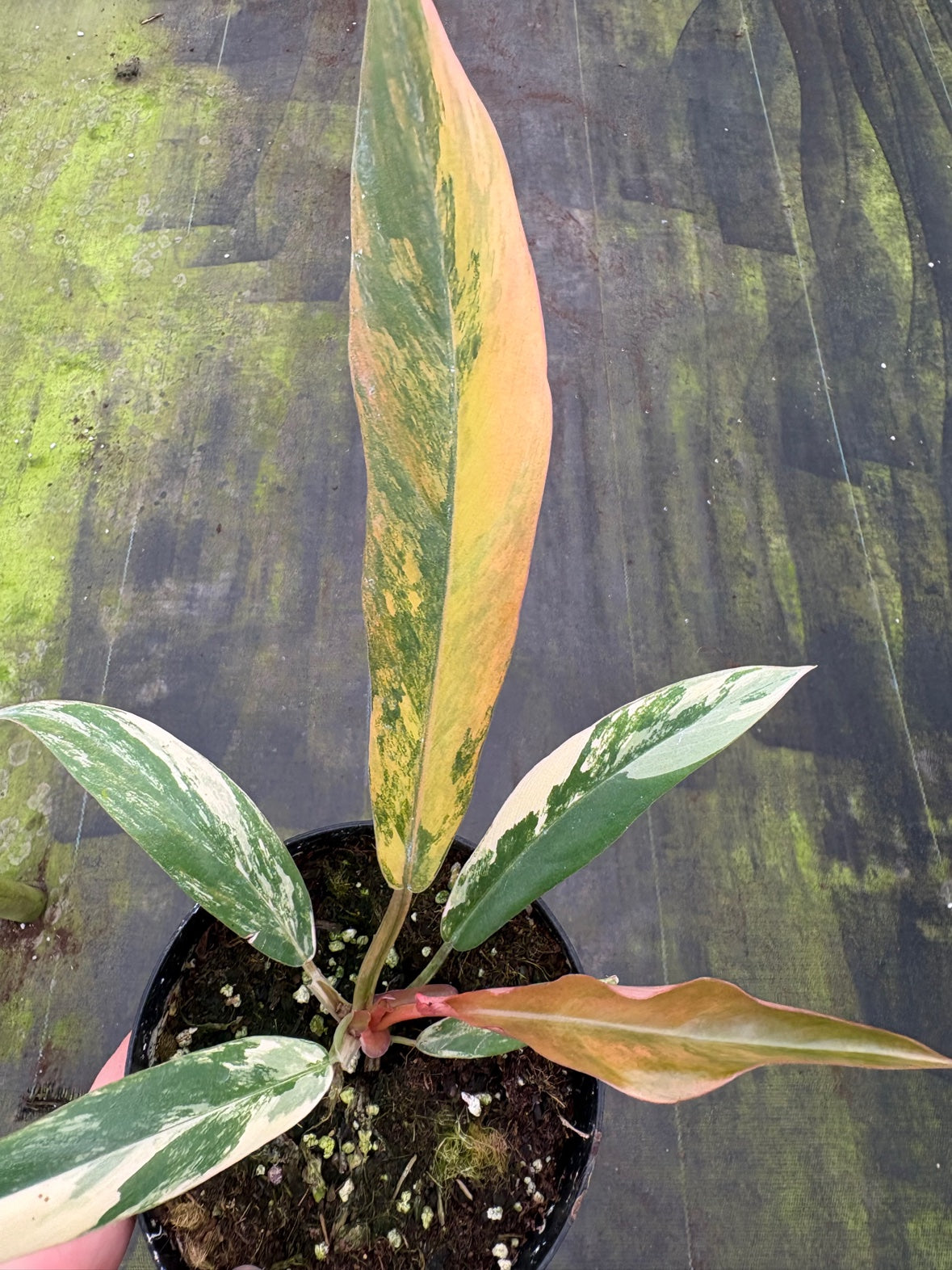 Caramel Marble Philodendron