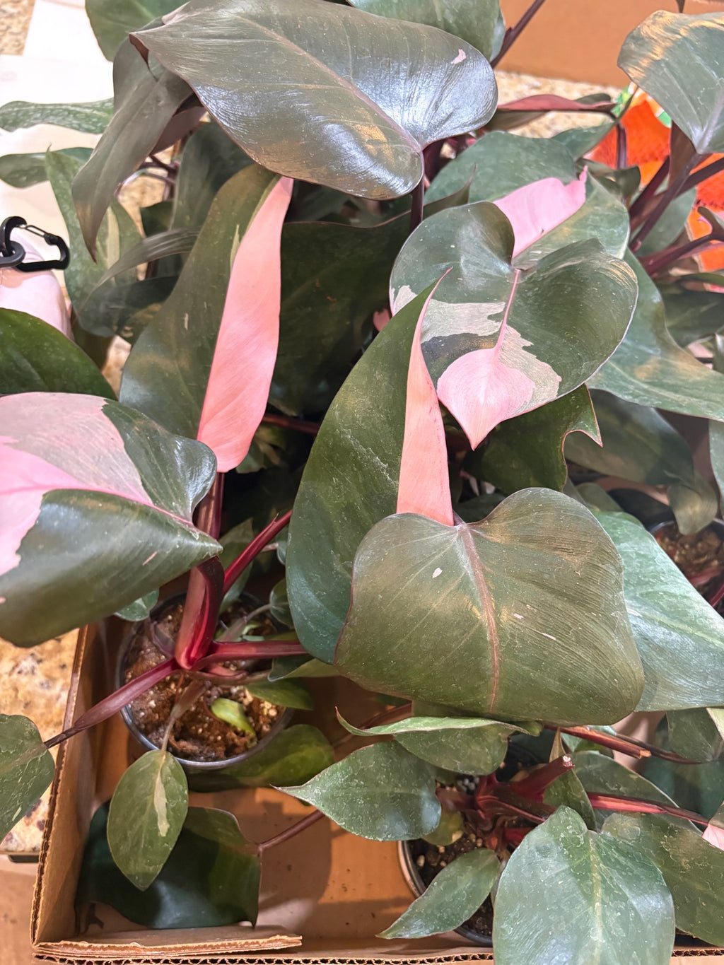 Burgundy Pink Princess Philodendron