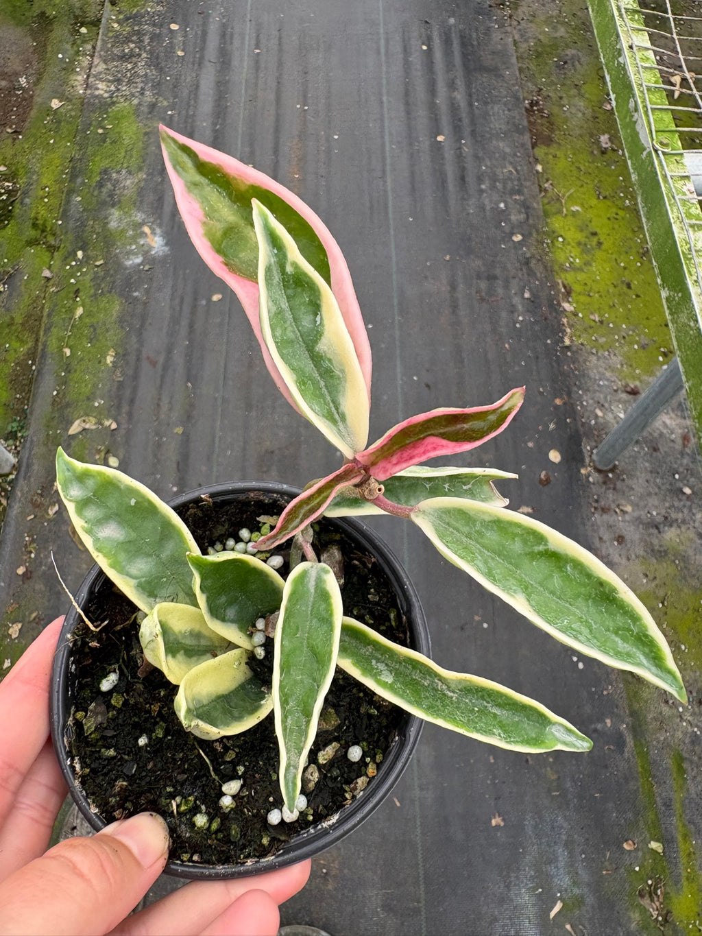 Hoya Krinkle 8 Albo Marginata