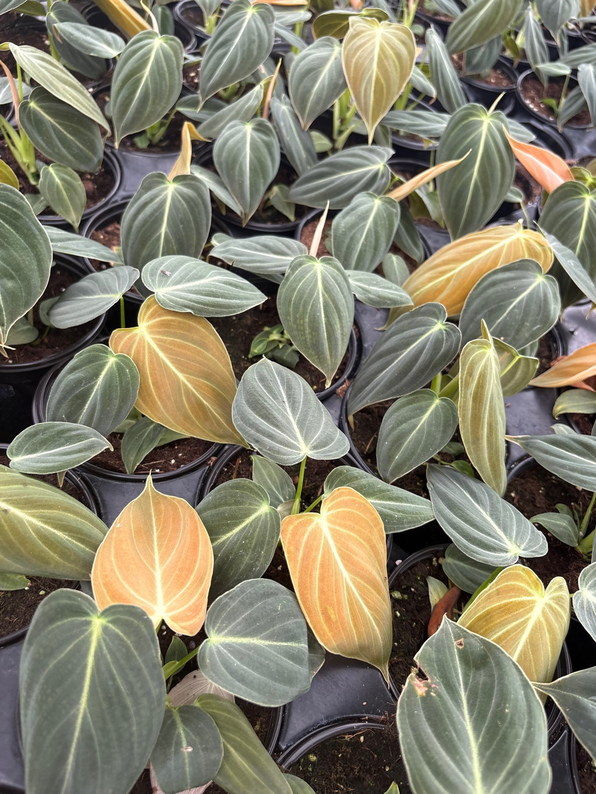 Philodendron Melanochrysum