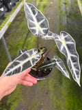 Alocasia Bambino