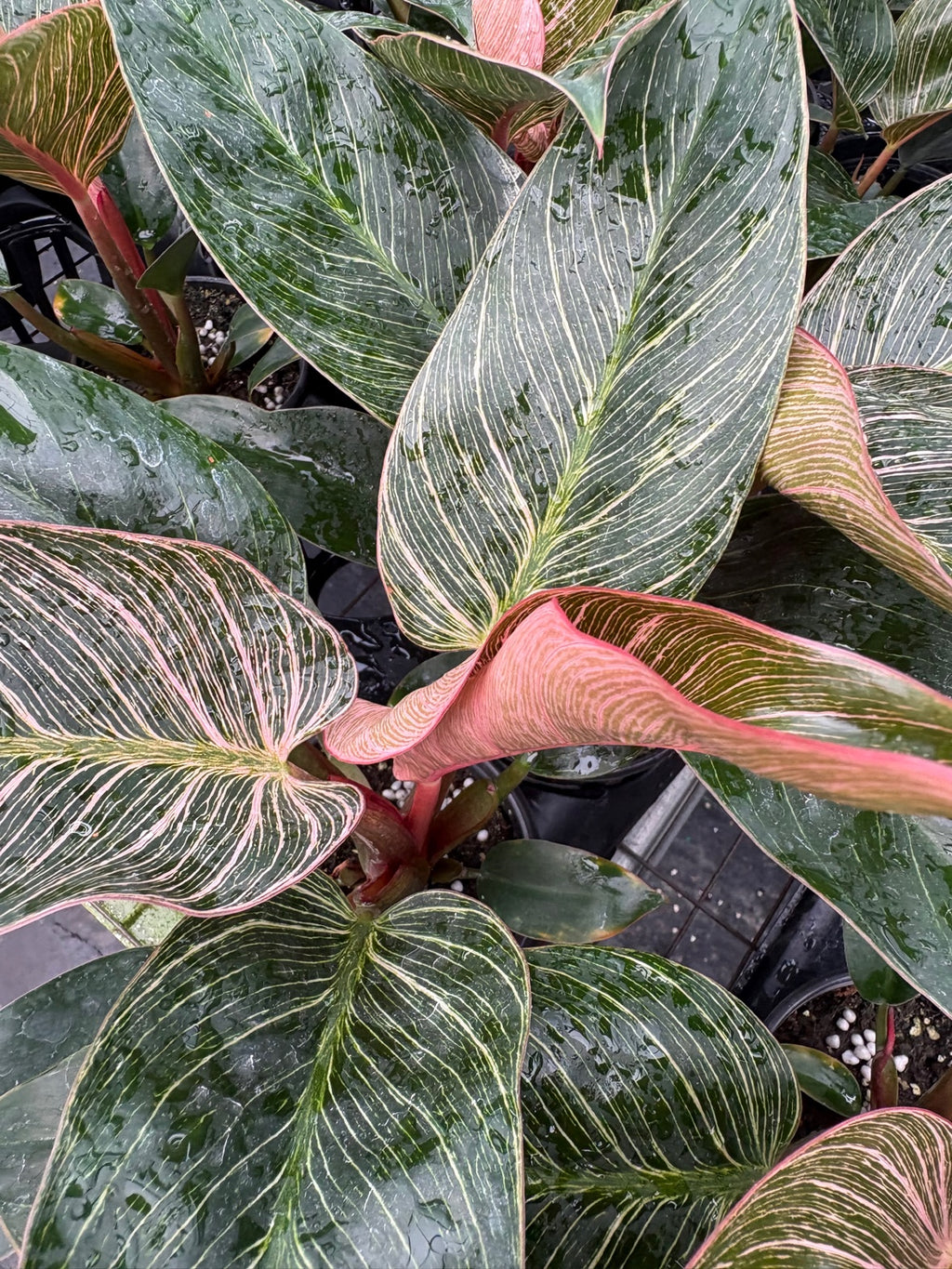 Philodendron Pink Birkin