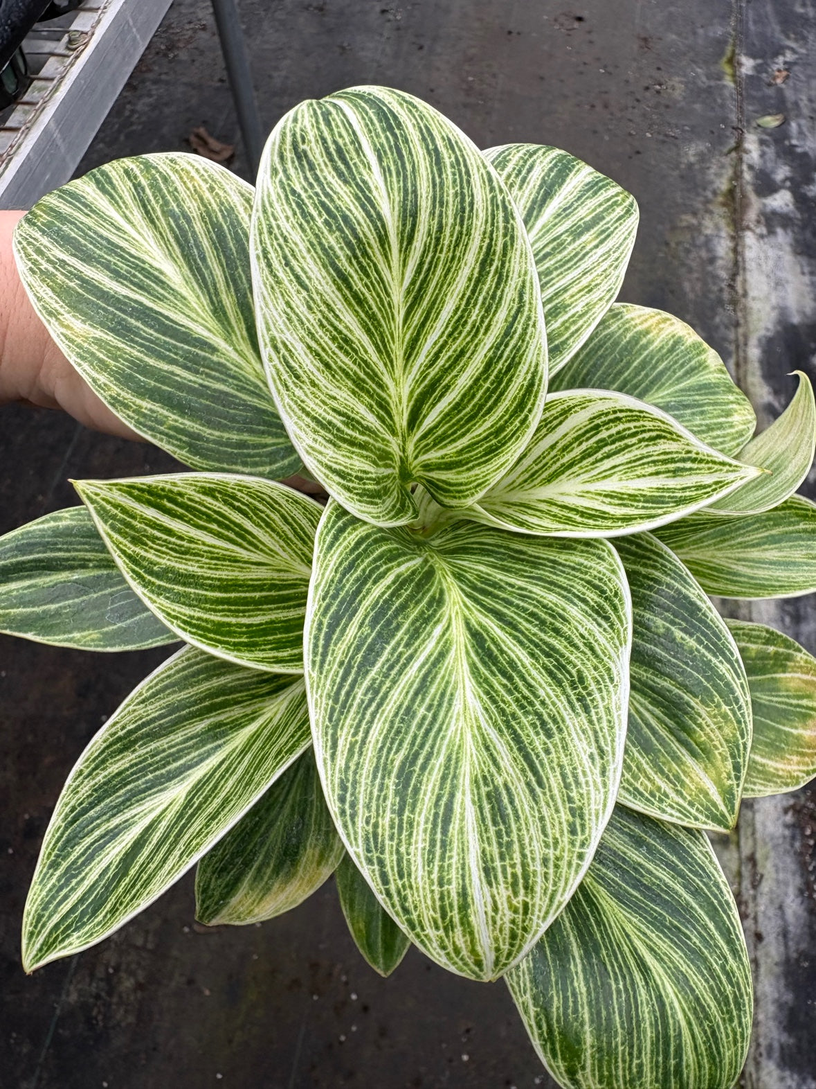 Philodendron Birkin Galaxy
