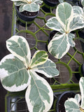 Variegated Ficus Lyrata aka Fiddle Leaf Fig
