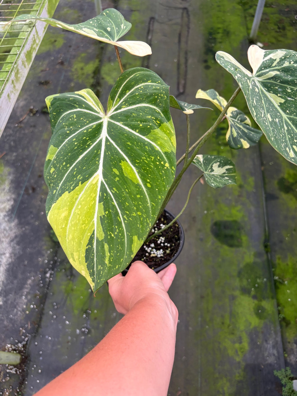 Variegated Tricolor Gloriosum Philodendron
