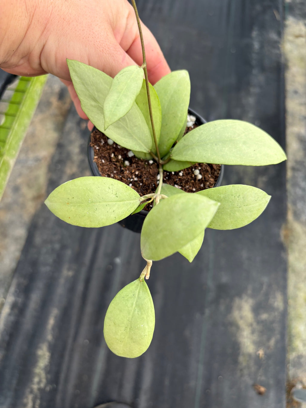 Hoya Erythrostemma Silver