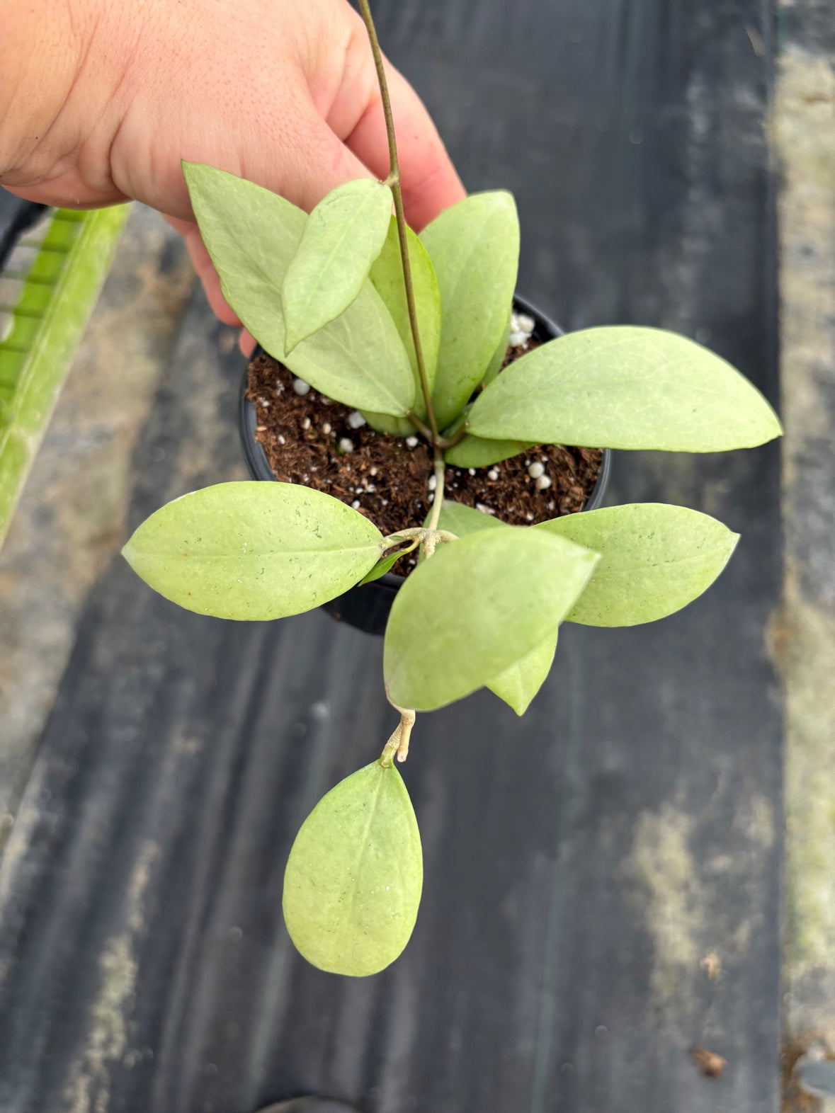Hoya Erythrostemma Silver