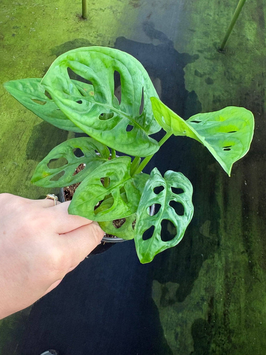 Monstera Adansonii Swiss Cheese Wide Leaf