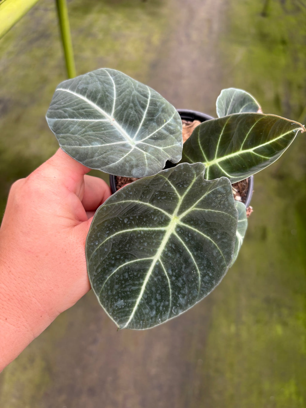 Alocasia Black Velvet