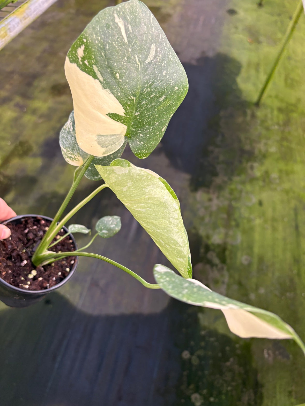 Monstera Thai Constellation