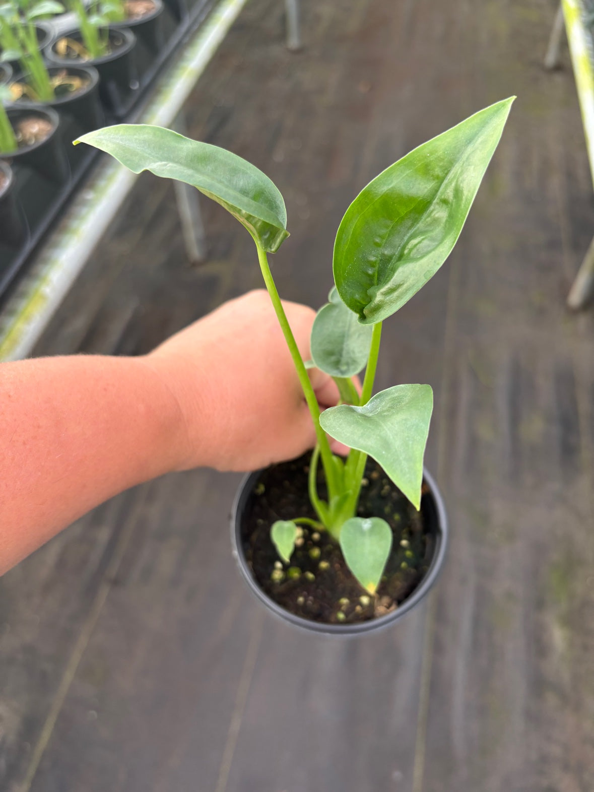 Alocasia Tiny Dancer