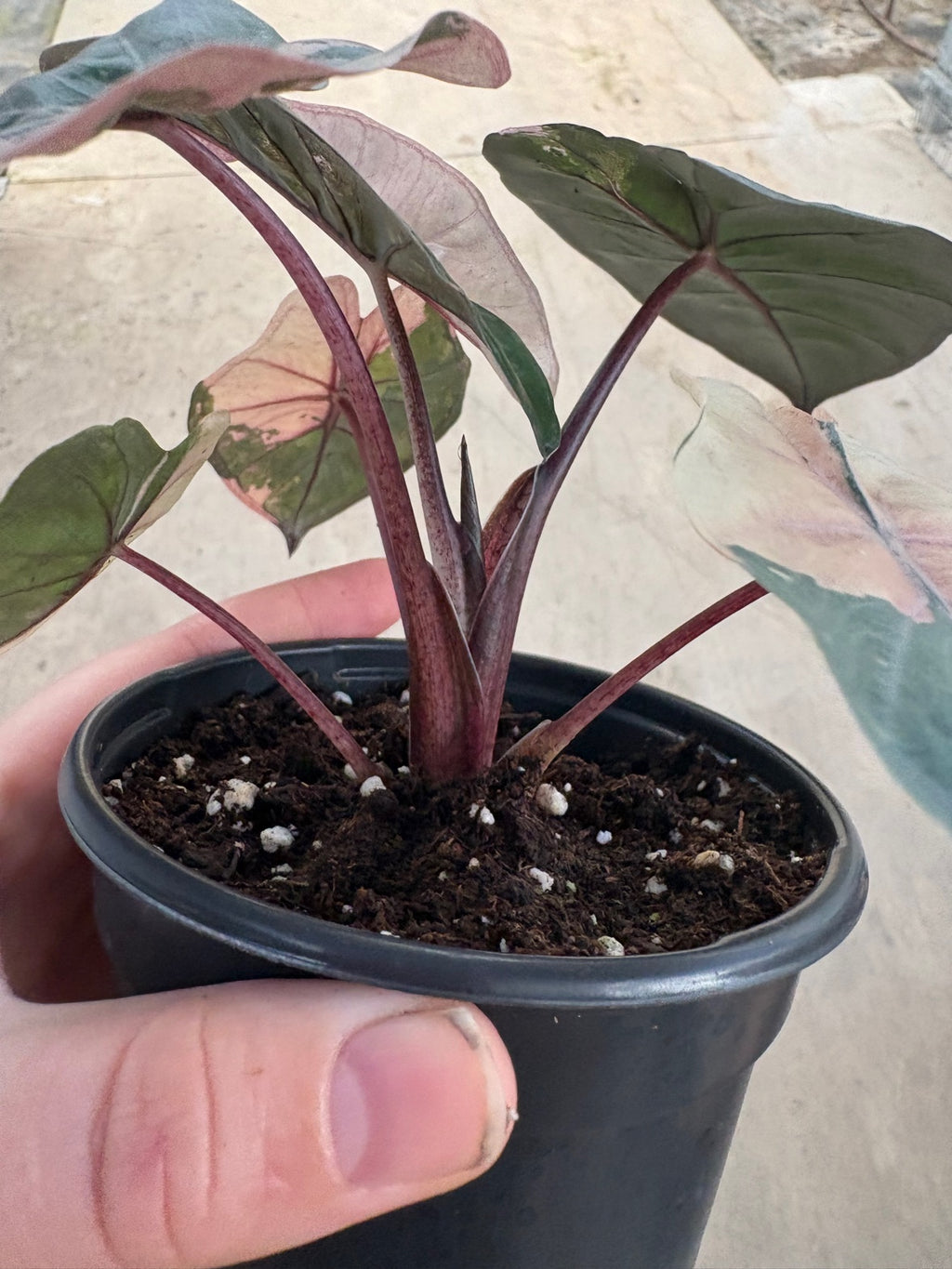 Pink Yucatan Princess Alocasia