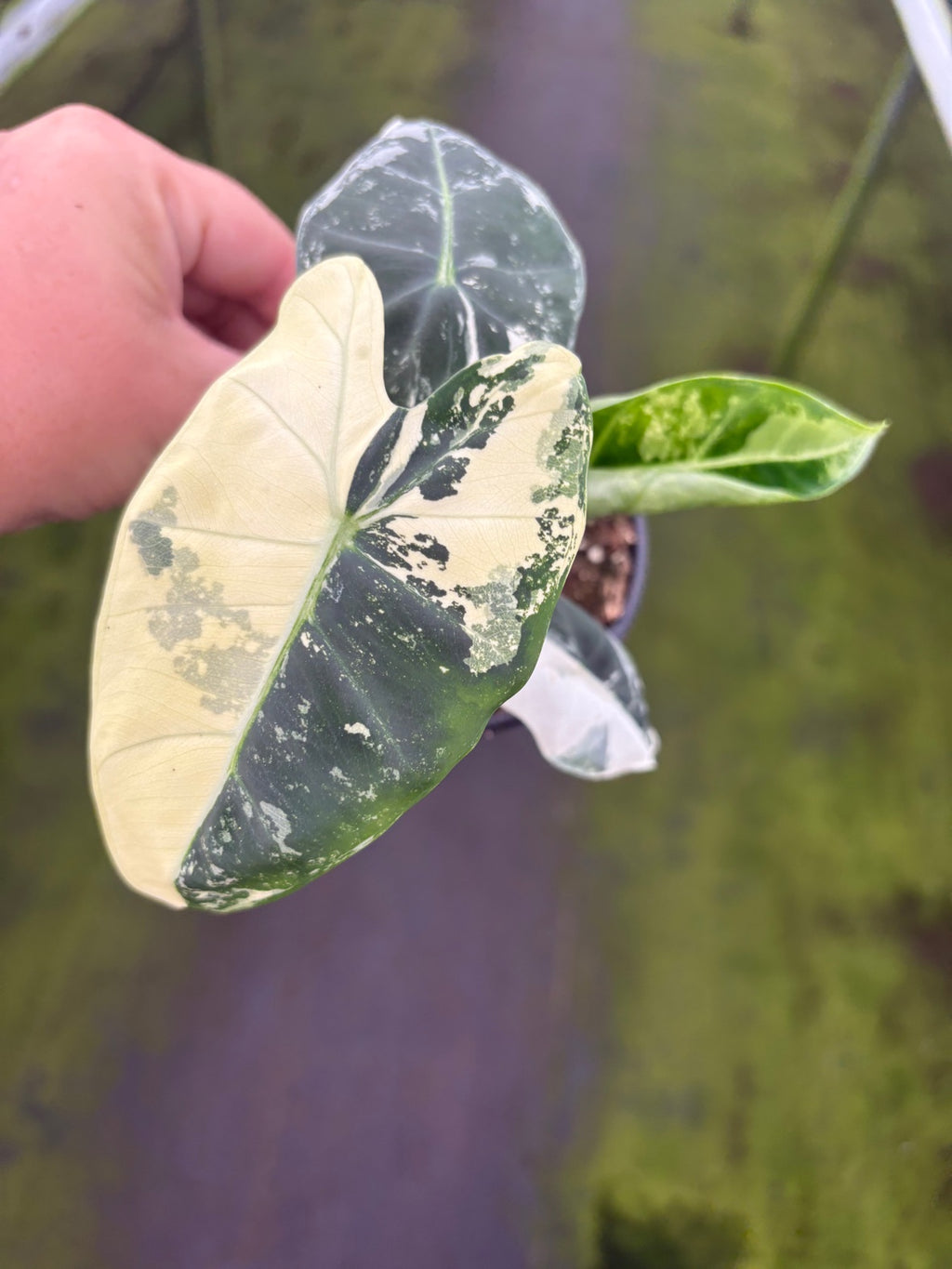 Variegated Alocasia Frydek