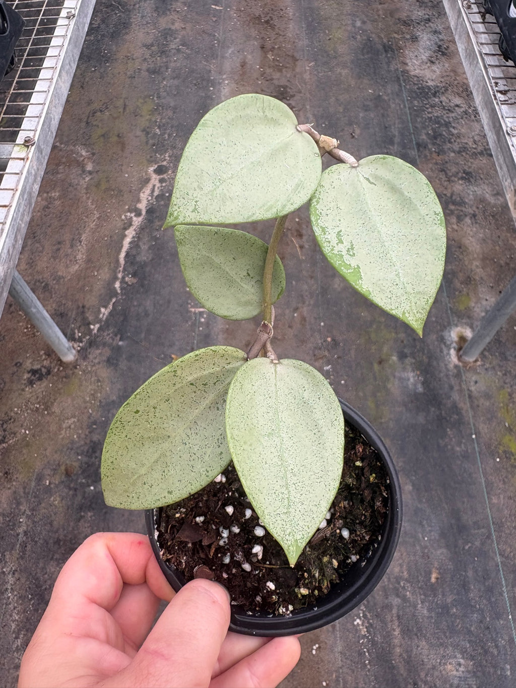 Hoya Silver Heart