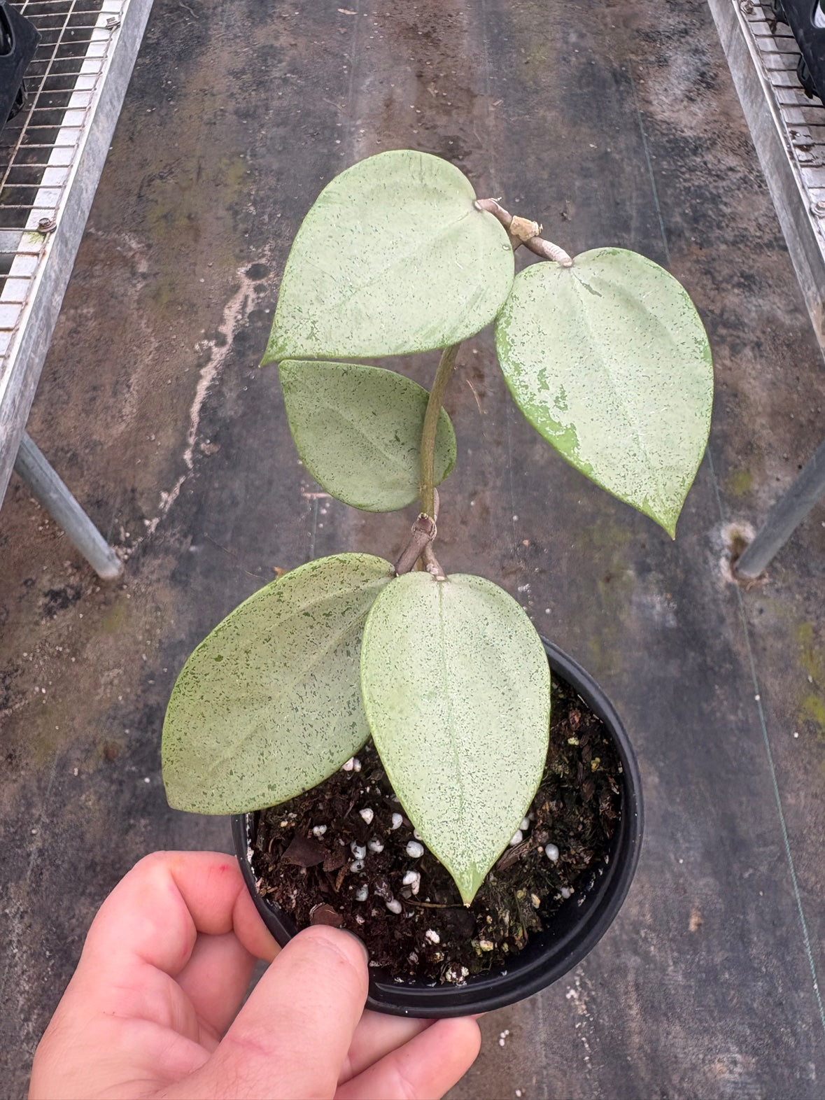 Hoya Silver Heart