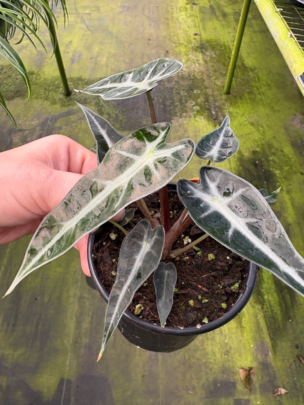Alocasia Bambino