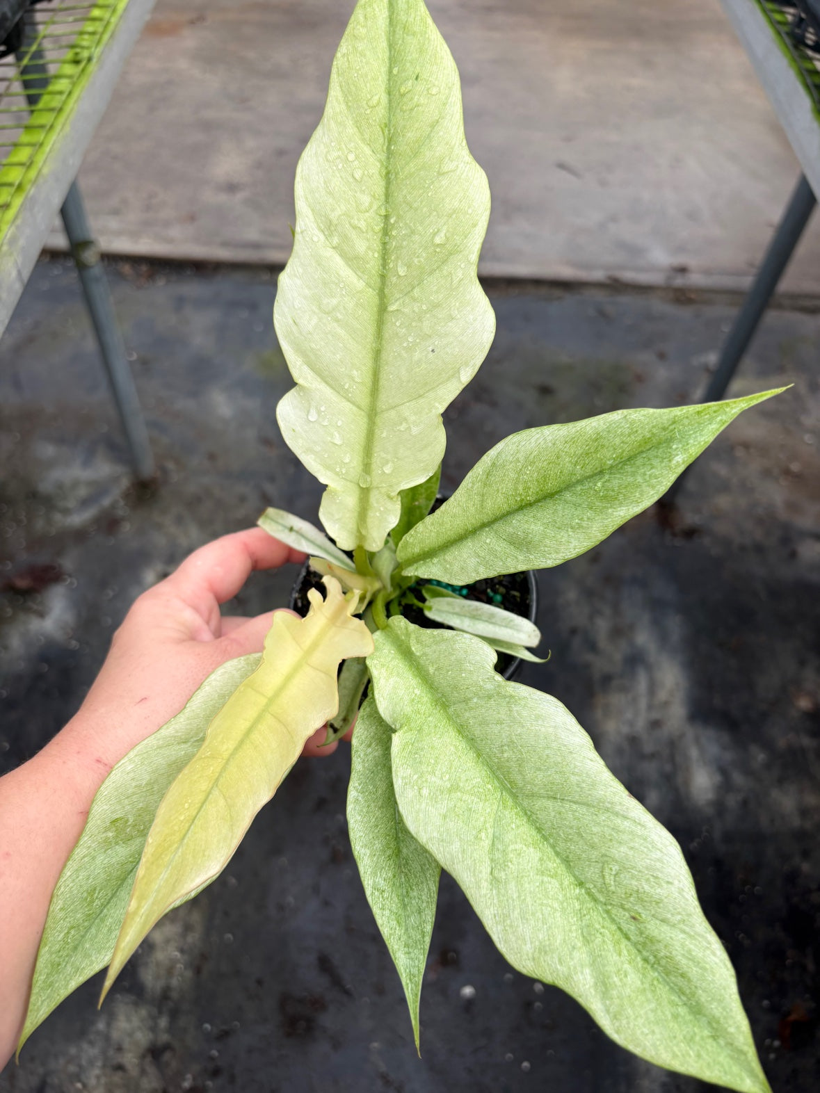 Ring of Fire Mint Philodendron