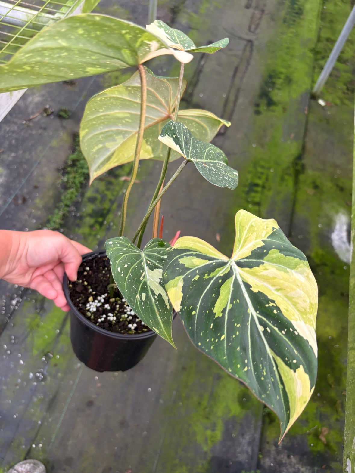 Variegated Tricolor Gloriosum Philodendron