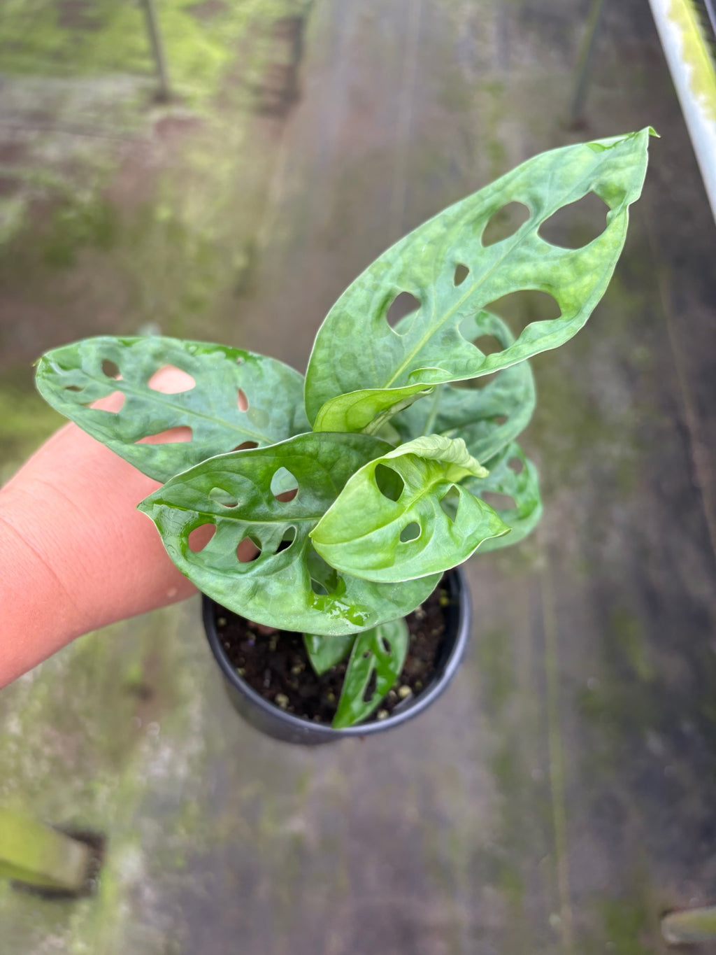Monstera Adansonii Swiss Cheese Wide Leaf