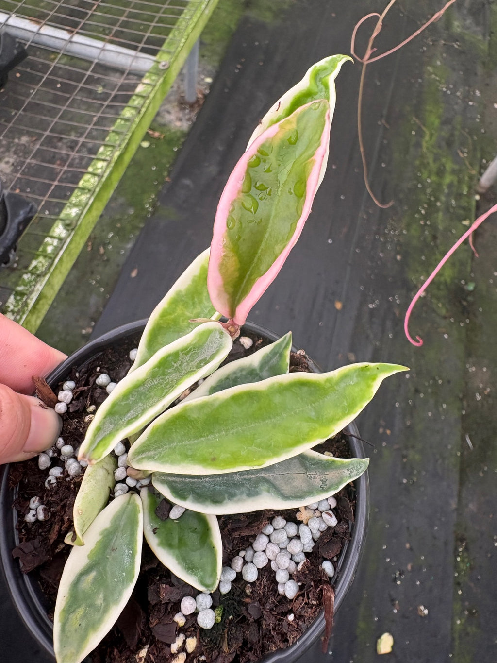 Hoya Krinkle 8 Albo Marginata