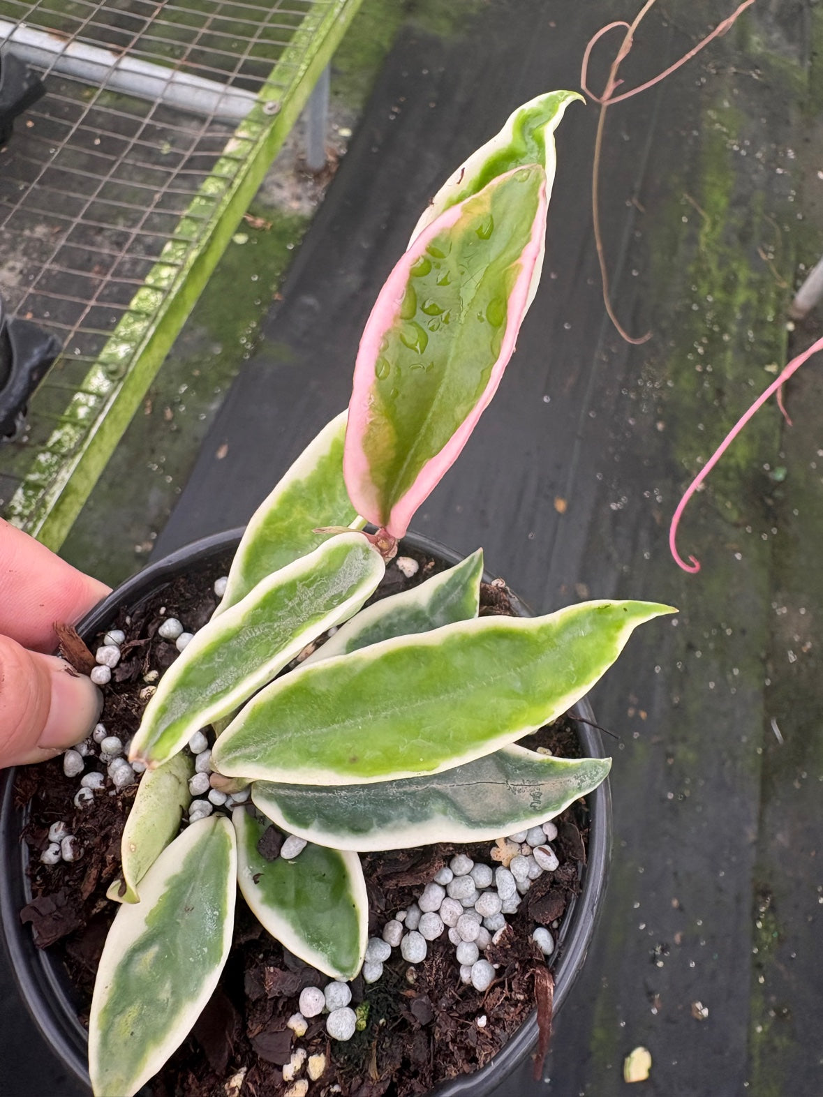Hoya Krinkle 8 Albo Marginata