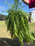 Boston Ferns