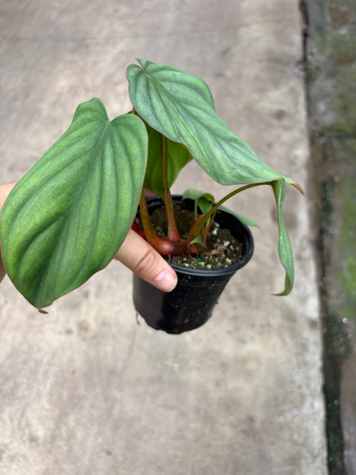 Philodendron Colombia sp
