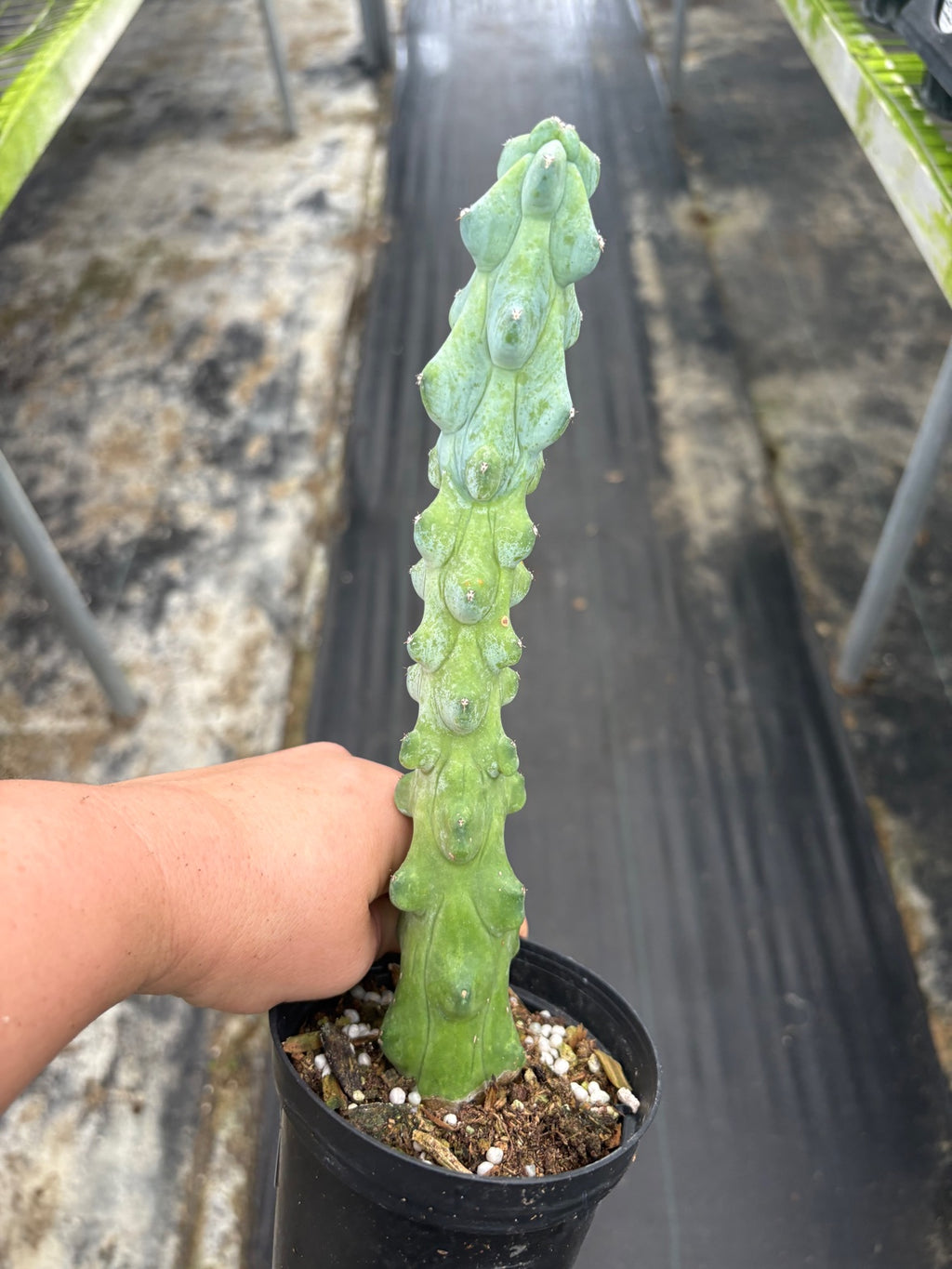 Boobie Cactus