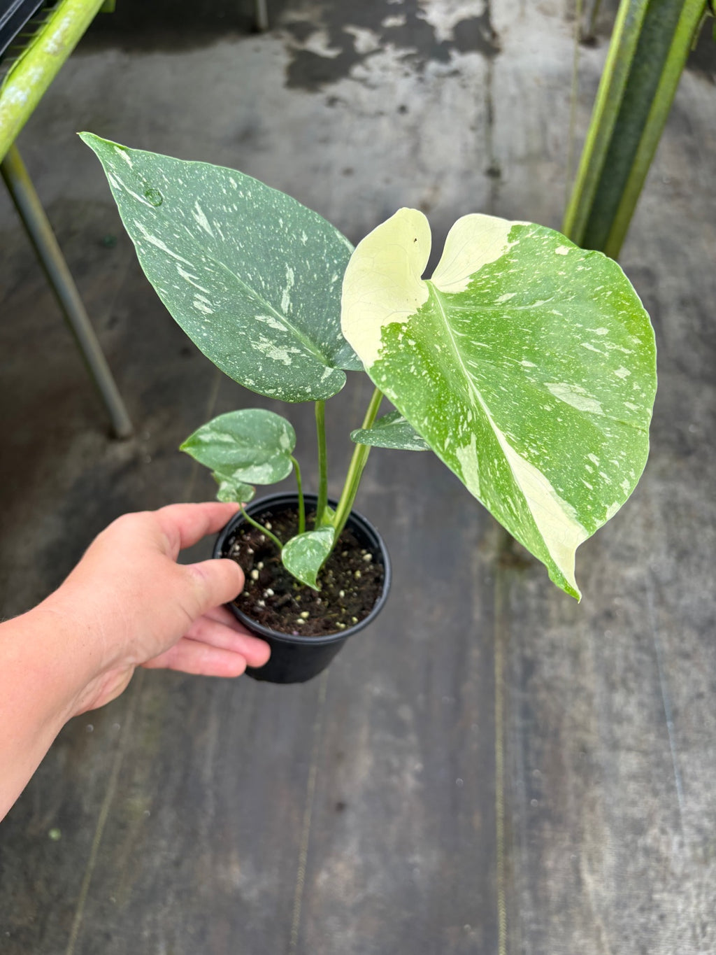 Monstera Thai Constellation