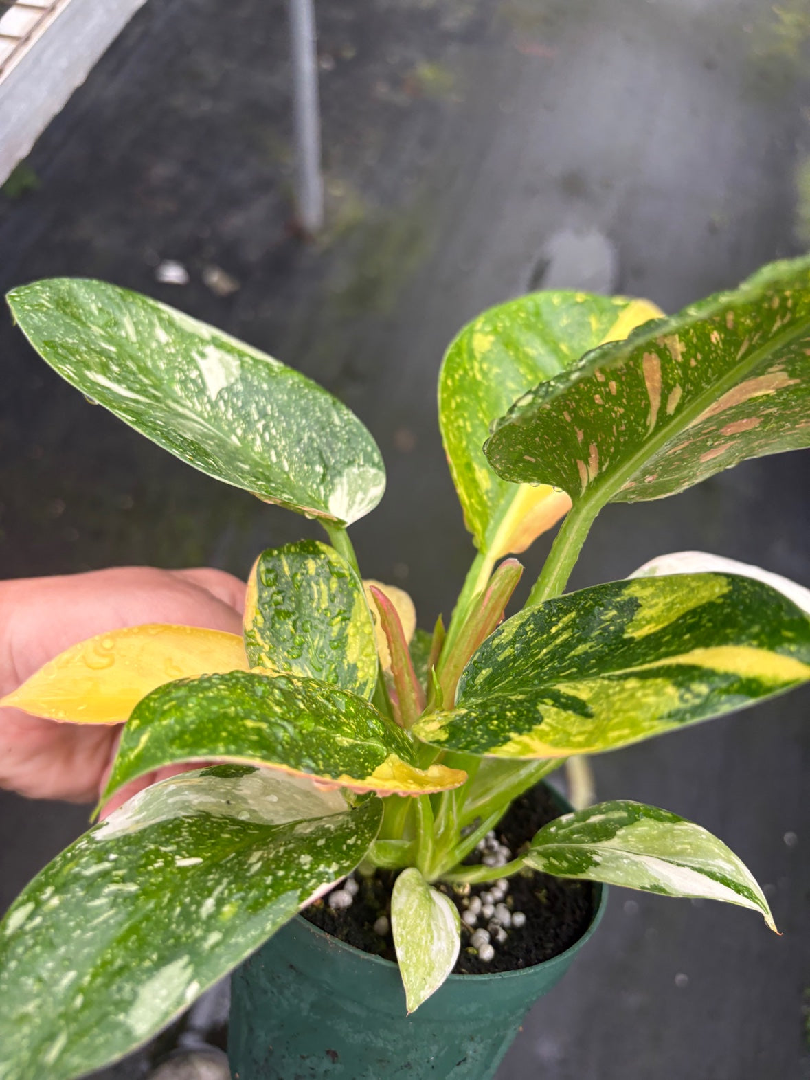 Philodendron Congo Nuclear