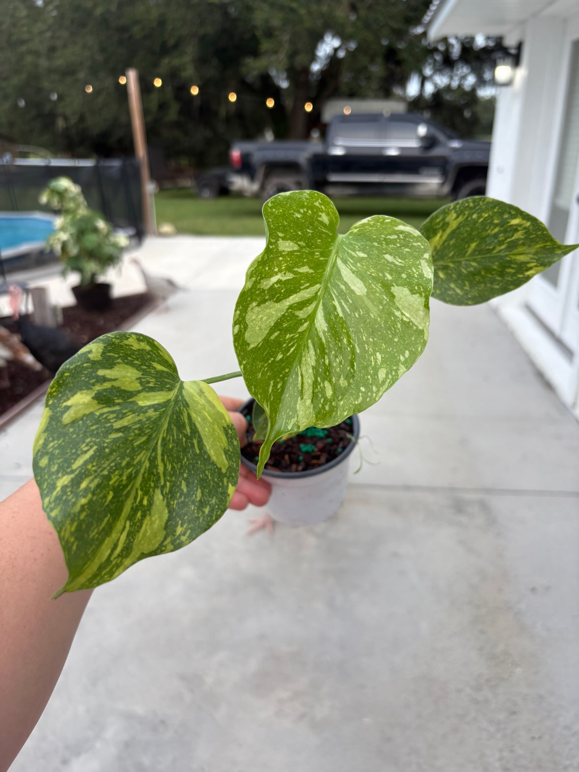 Monstera Electrolyte