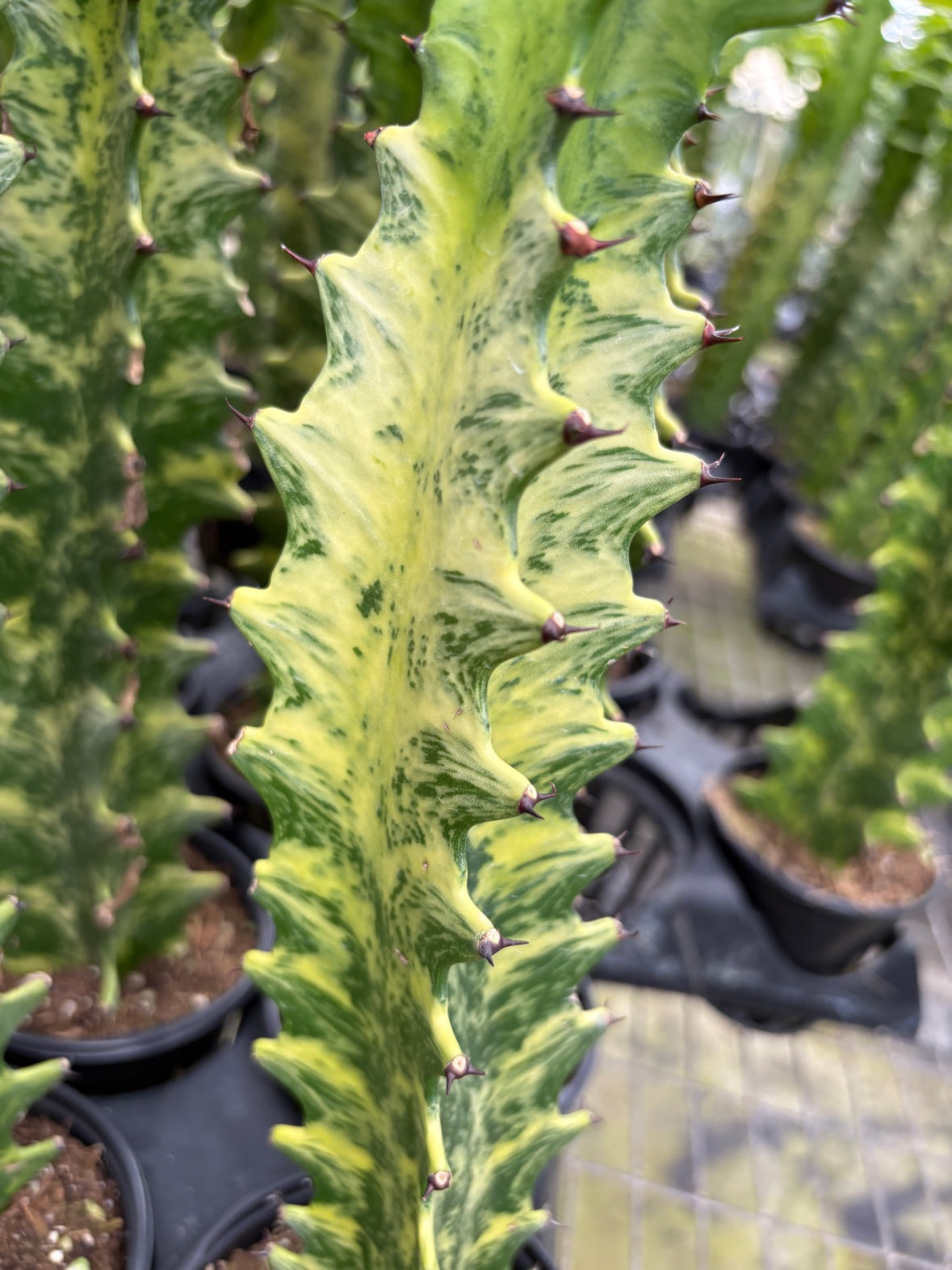 Euphorbia Trigona Variegated