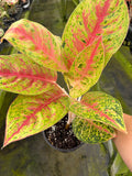 Aglaonema Red Mahasetii