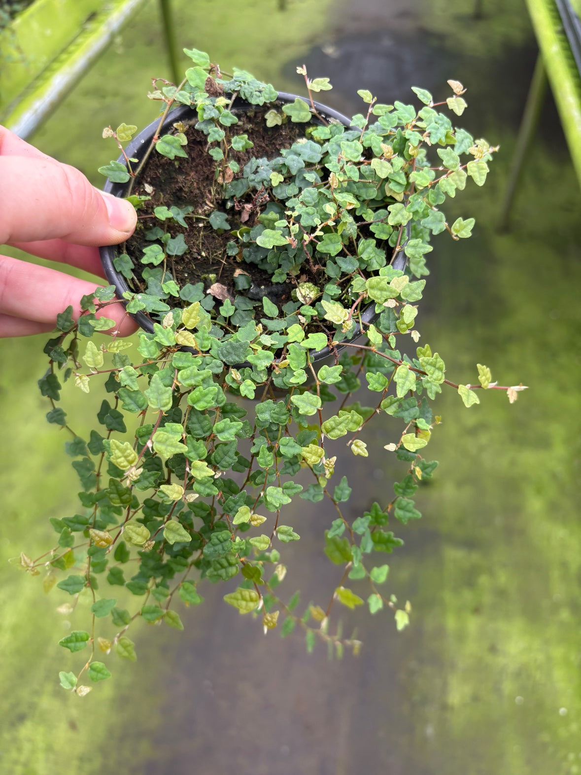 String of Frogs aka Ficus pumila 'Quercifolia'