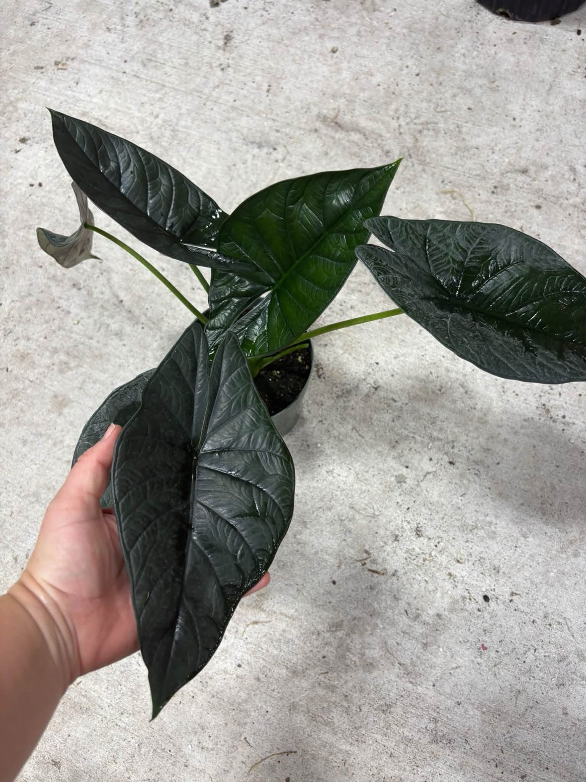 Alocasia Dragon Wing (Dragon Scale crossed with Scalprum)